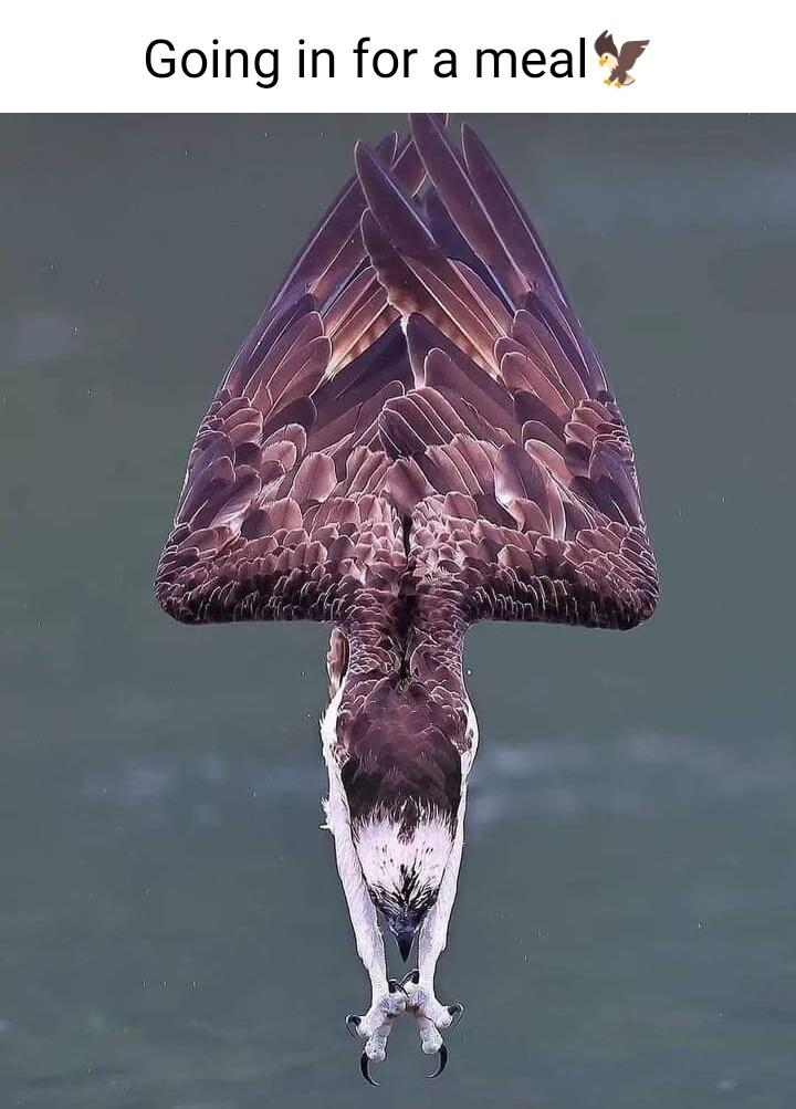 Going in for a meal 4y