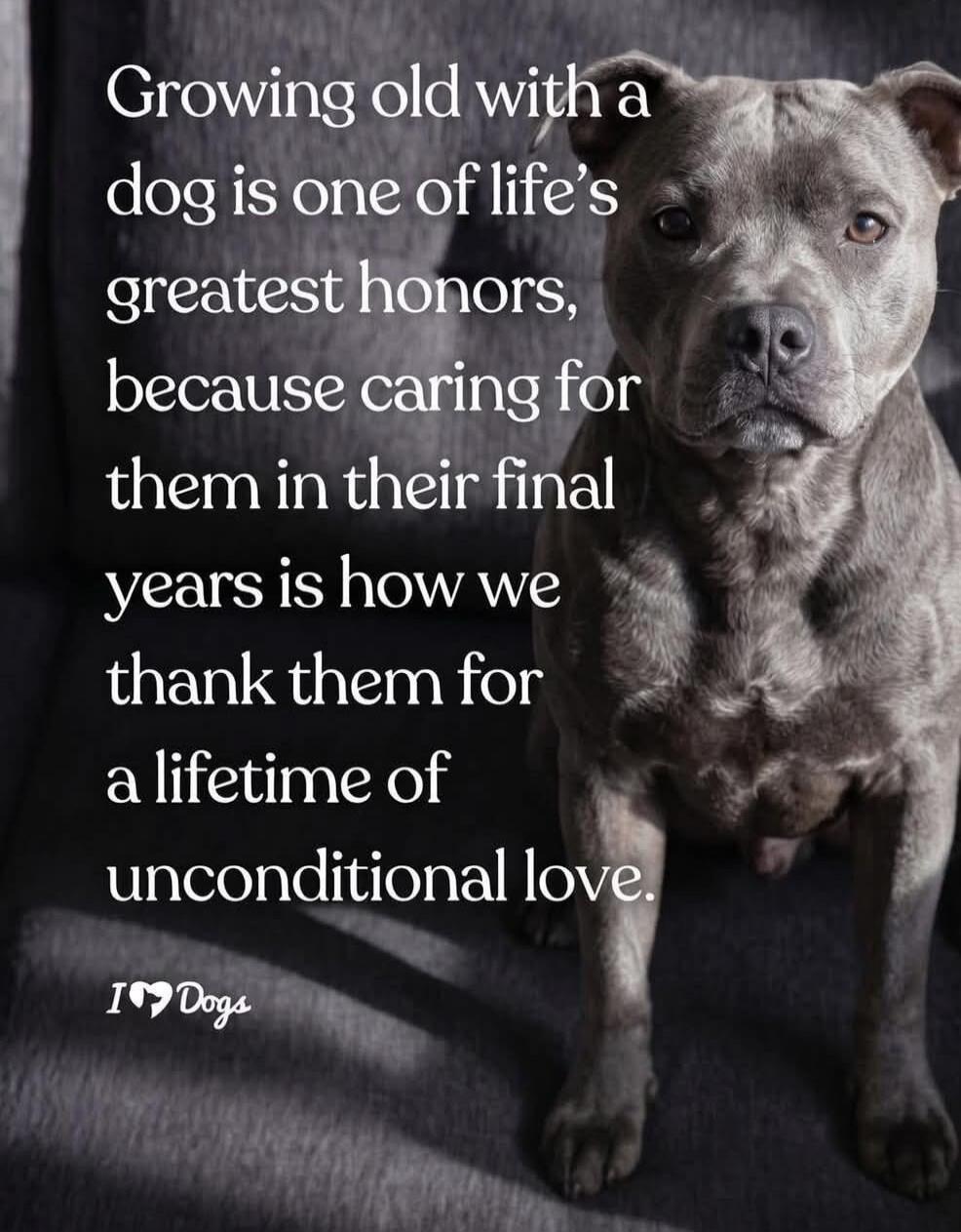 Growing old with a dog is one of life's greatest honors, because caring for them in their final years is how we thank them for a lifetime of unconditional love. I ❤️ Dogs