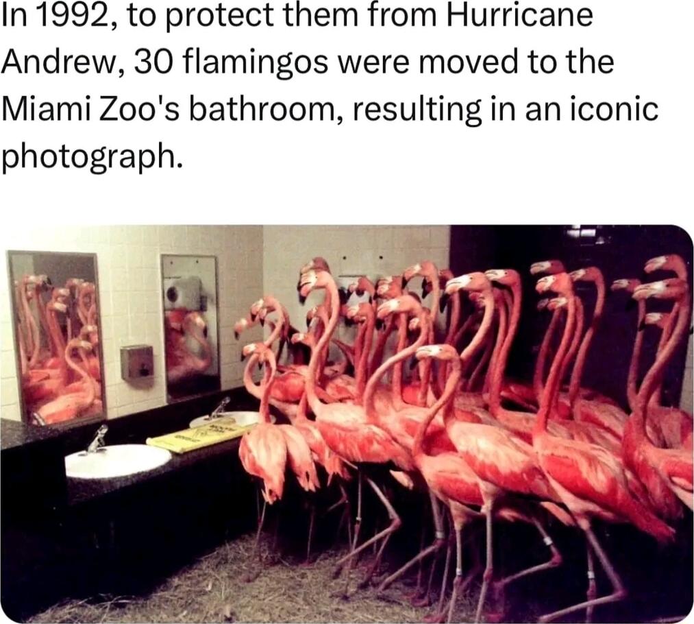 In 1992 to protect them from Hurricane Andrew 30 flamingos were moved to the Miami Zoos bathroom resulting in an iconic photograph