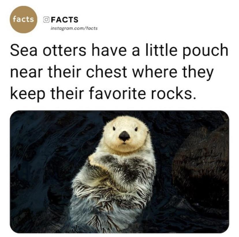 FACTS Sea otters have a little pouch near their chest where they keep their favorite rocks