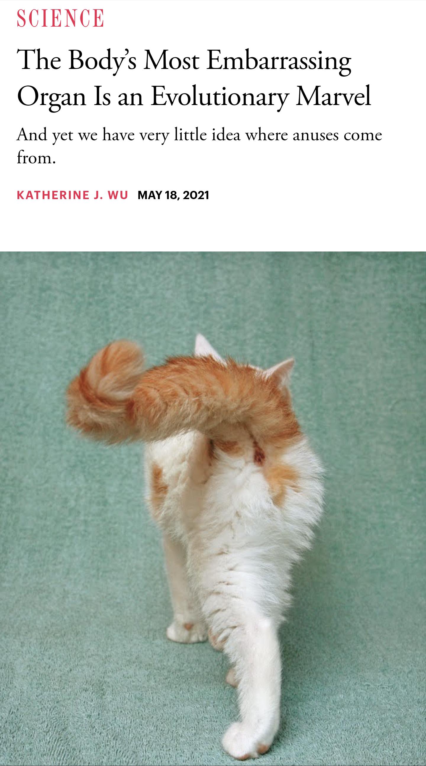 SCIENCE The Bodys Most Embarrassing Organ Is an Evolutionary Marvel And yet we have very little idea where anuses come from KATHERINE J WU MAY 18 2021