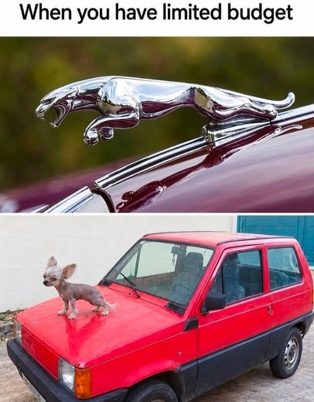 When you have limited budget. A meme contrasting a luxury car with a jaguar hood ornament and an old car with a small dog on its hood, humorously implying the dog is a budget alternative to the ornament.