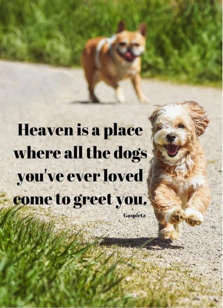 Heaven is a place where all the dogs you've ever loved come to greet you.
