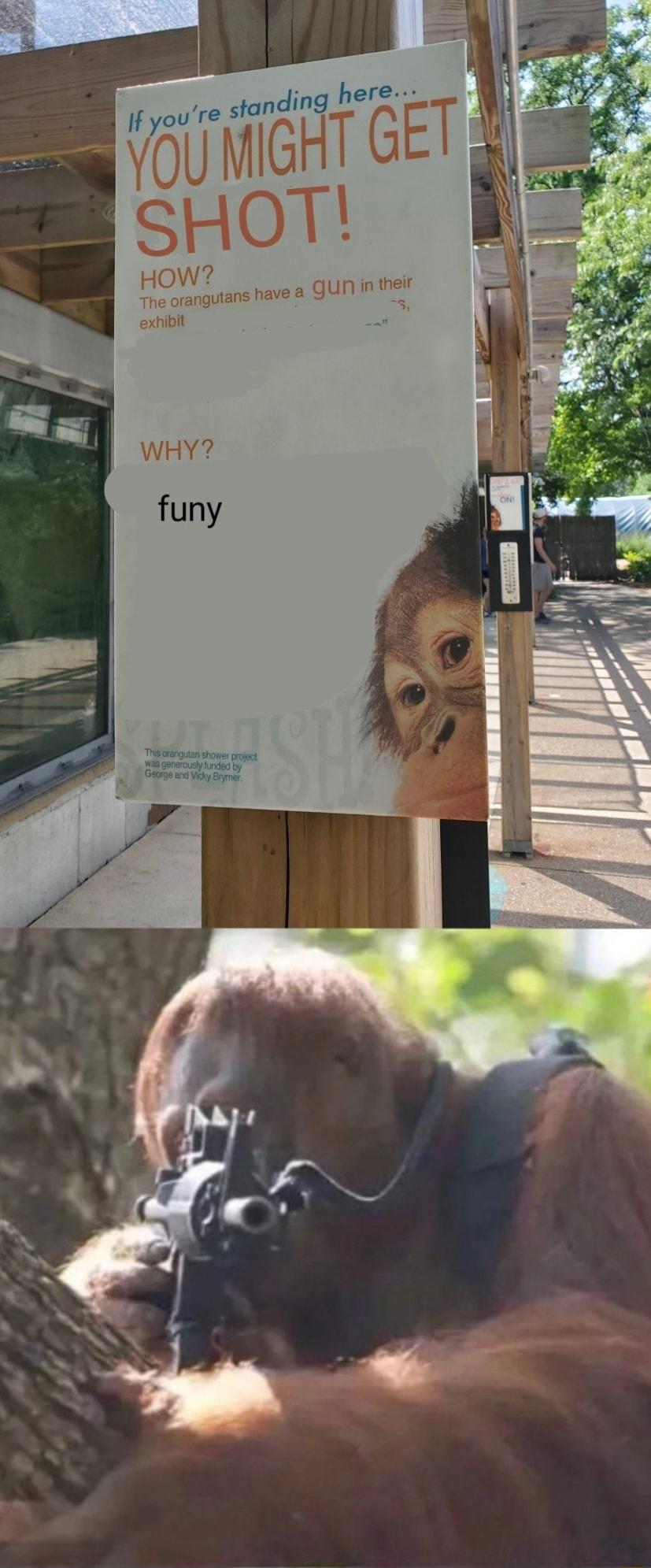 tanding here VGUMIGHT GE SHOT HOW The orangutans have GUIN n e 5