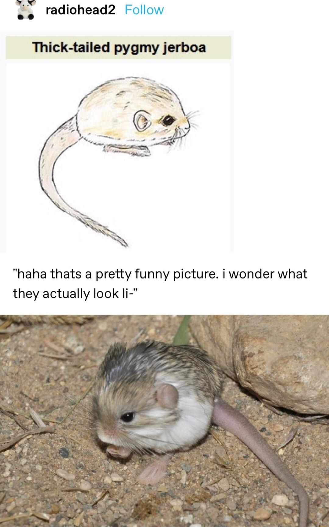 radiohead2 Foll Thick tailed pygmy jerboa haha thats a pretty funny picture i wonder what they actually look li