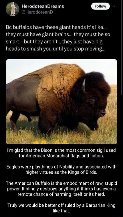 DHerodoteanD HerodoteanDreams Bc buffalos have these giant heads its like they must have giant brains they must be so smart but they arent they just have big heads to smash you until you stop moving LU ELRUEIR U TELL FERU R R T TINVEES for American Monarchist flags and fiction Eagles were playthings of Nobility and associated with higher virtues as the Kings of Birds The American Buffalo is the em