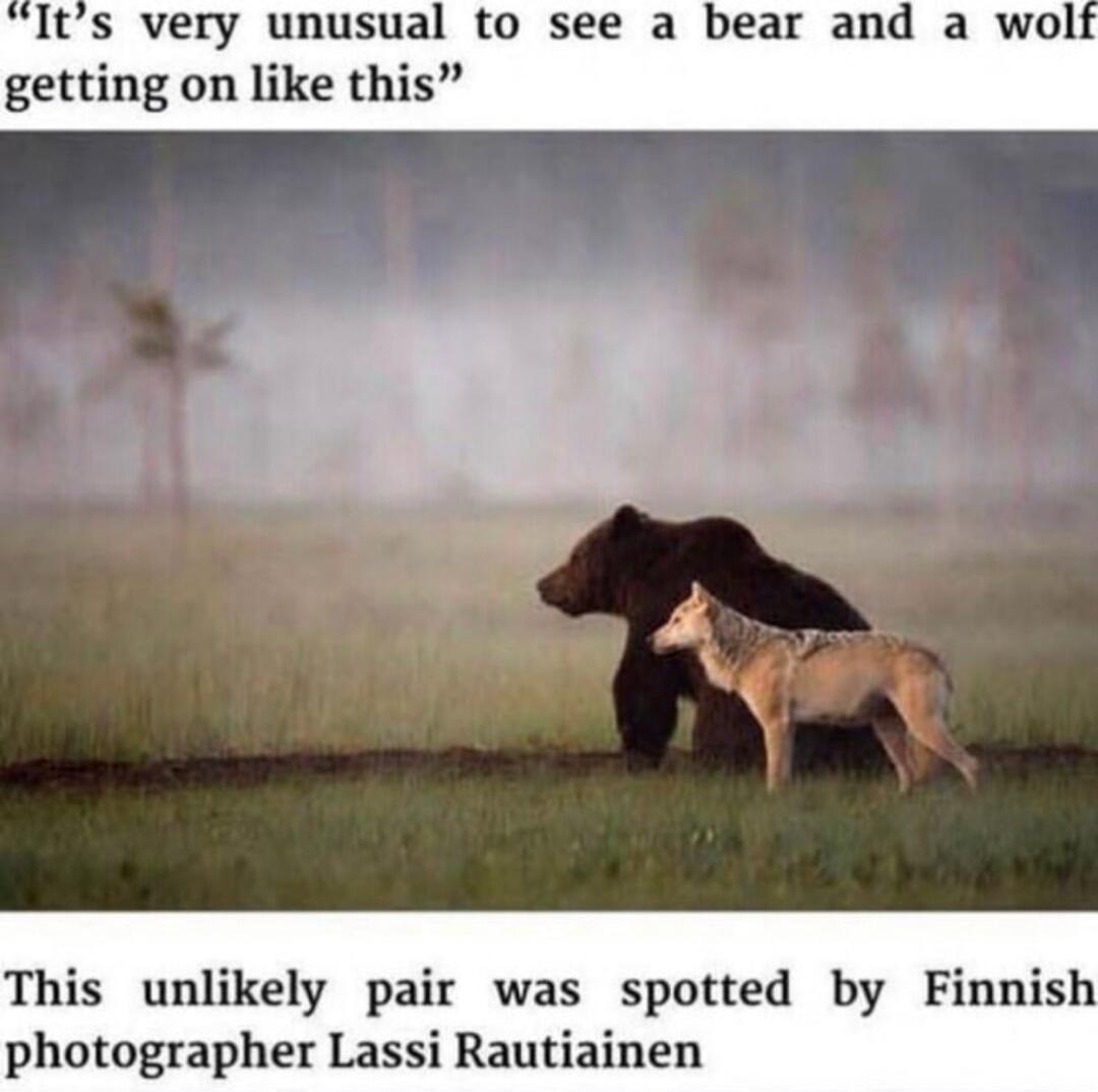 It's very unusual to see a bear and a wolf getting on like this

This unlikely pair was spotted by Finnish photographer Lassi Rautiainen