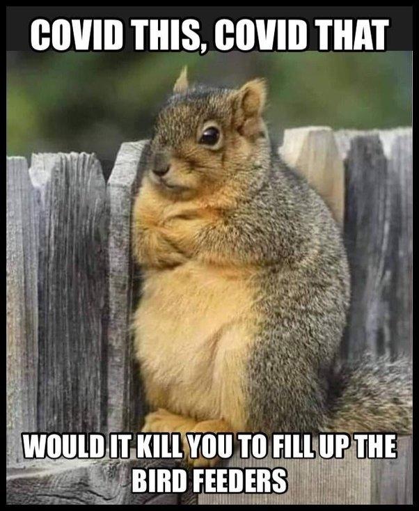 COVID THIS COVID THAT berrn