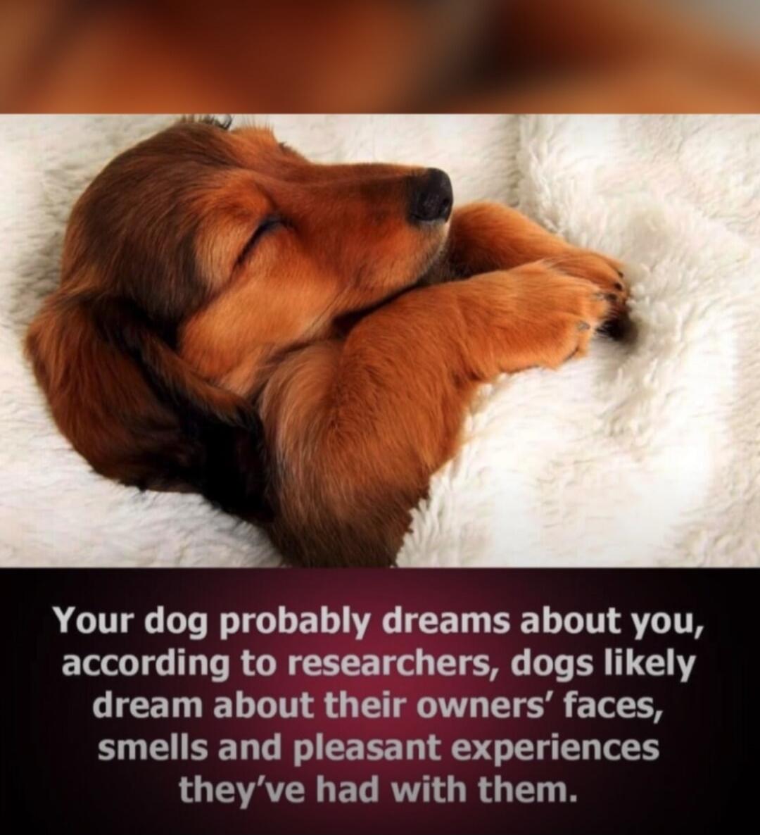 Your dog probably dreams about you, according to researchers, dogs likely dream about their owners' faces, smells and pleasant experiences they've had with them.