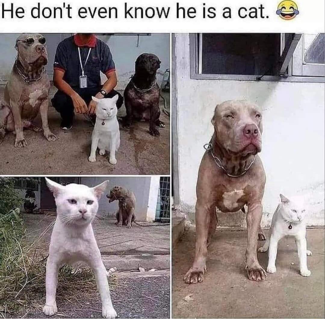 He dont even know he is a cat