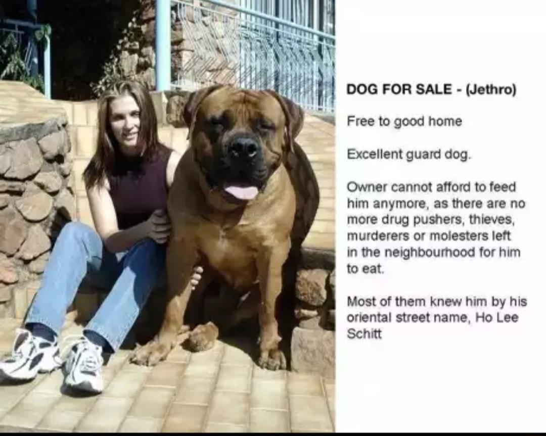 DOG FOR SALE Wethro Free 1o good home Excellent guard dog Owner cannot afford to feed hm anymore as there are no more drug pushers thieves murderers of molesters len n the neghboumood for him weat Most o them knew him by his onental sireet name Ho Lee sentt
