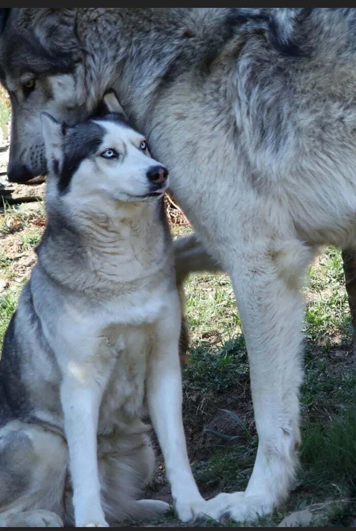 9chceER o a An average husky next to a grey wolf Awesome Random 4 ook 119 321 Share ocaceer o They look extremely pleased to know one another Cat snuck into a zoo enclosure and made best friends with a lynx Animals 4 4 95 101 Share