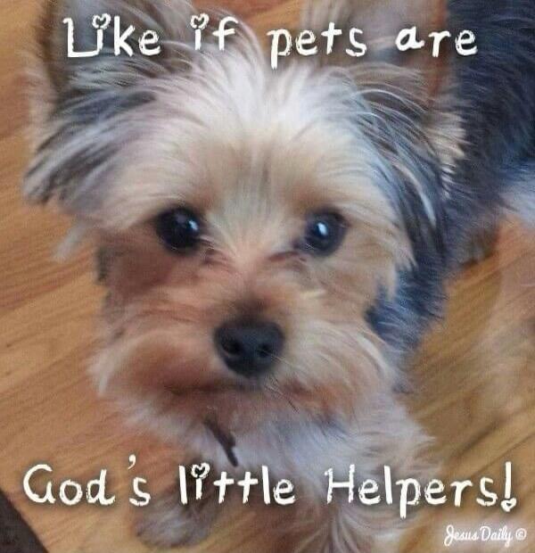 Like if pets are God's little Helpers!