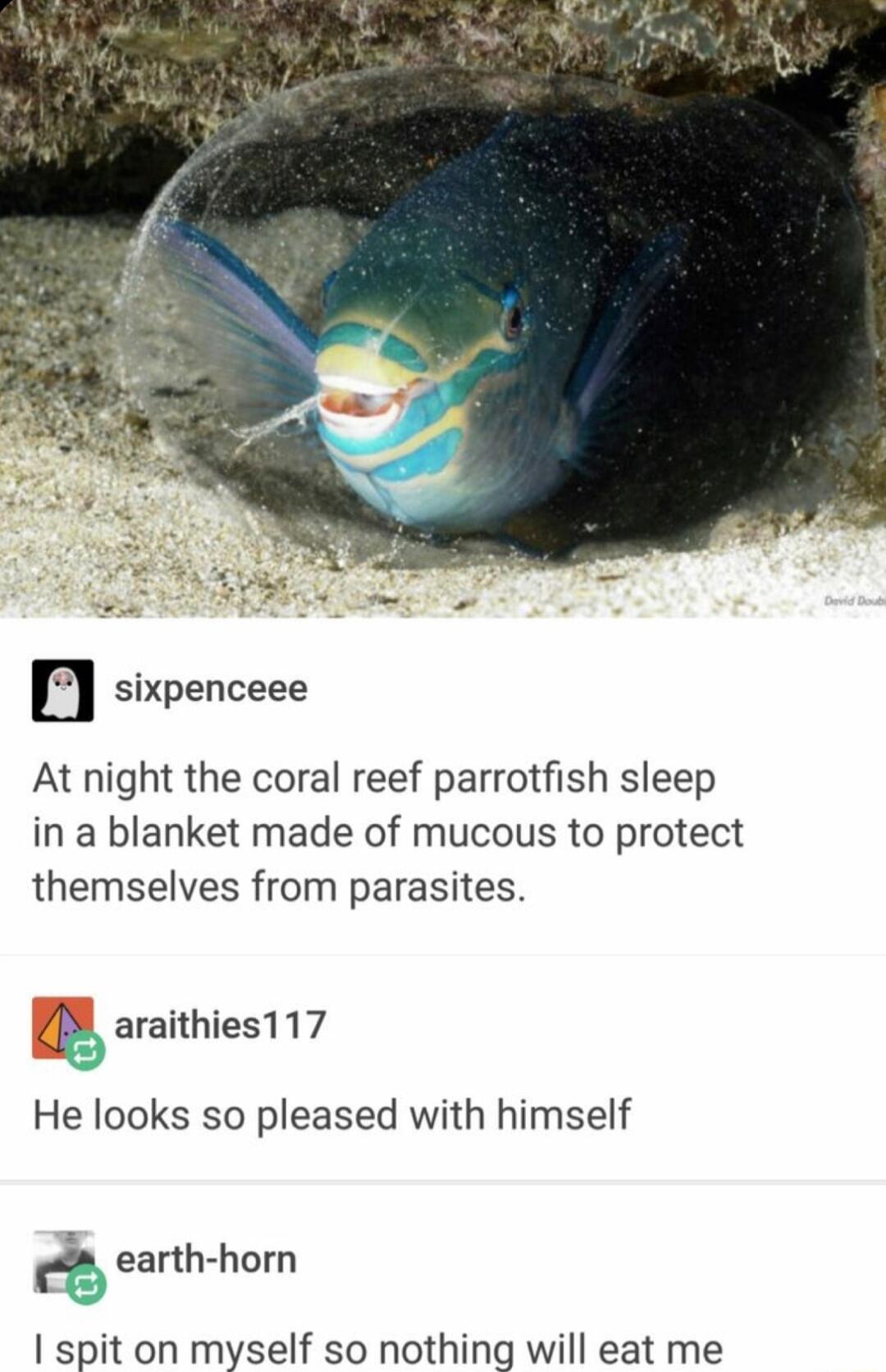 At night the coral reef parrotfish sleep in a blanket made of mucous to protect themselves from parasites araithies117 He looks so pleased with himself earth horn spit on myself so nothing will eat me