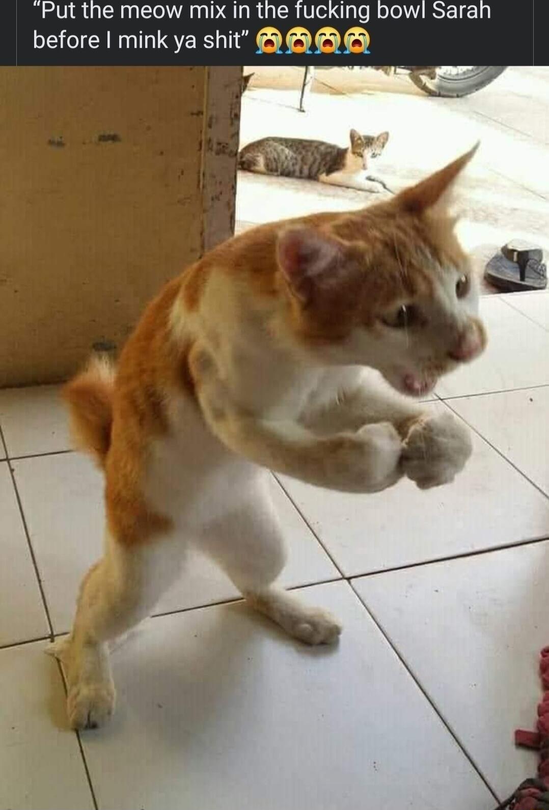 Put the meow mix in the fucking bowl Sarah before mink ya shit