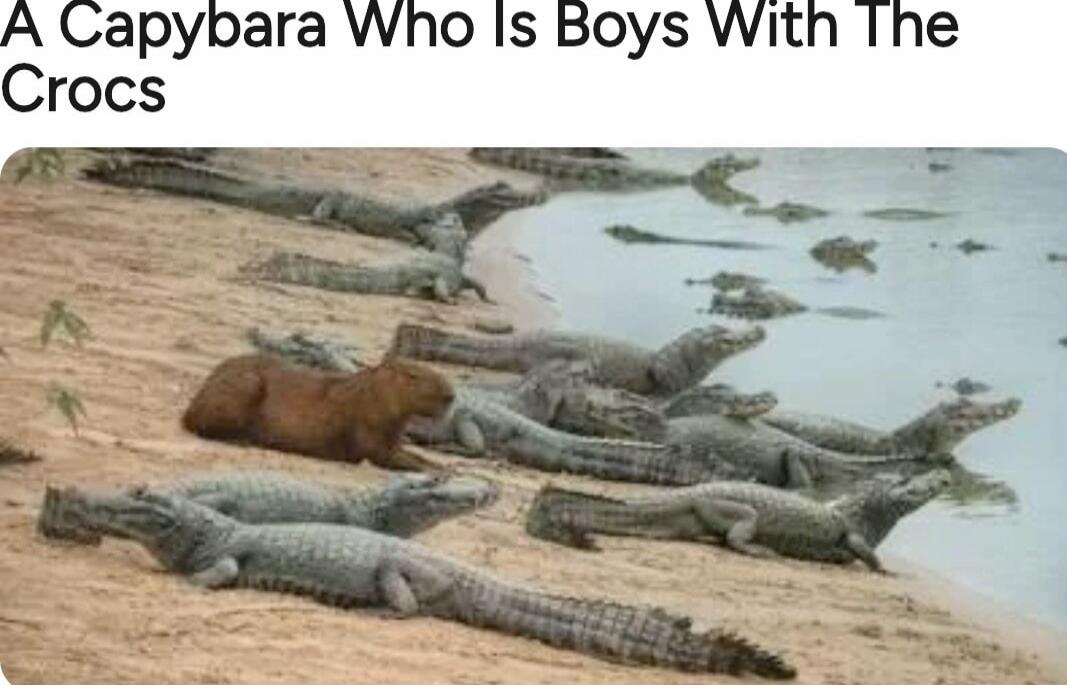A Capybara Who Is Boys With The Crocs