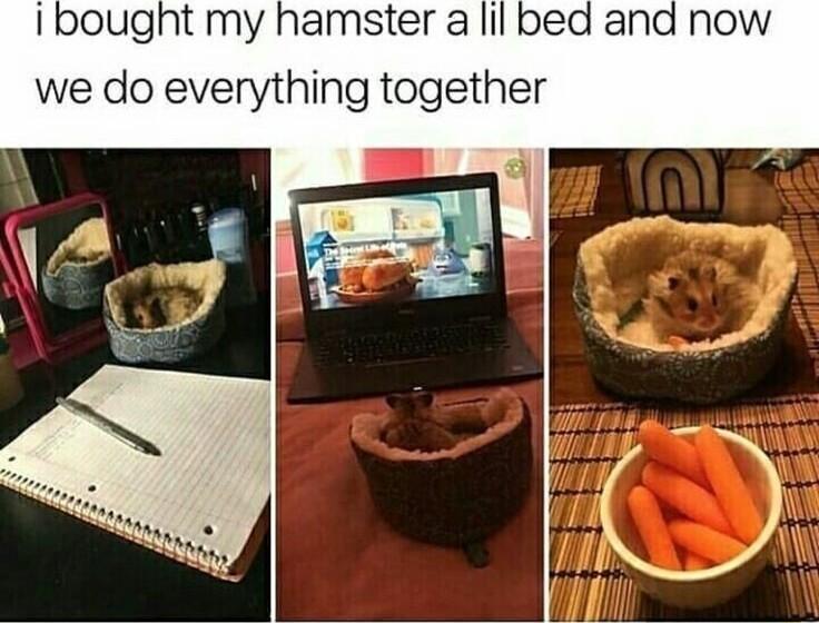 1 bought my hamster a lil bed and now we do everything together