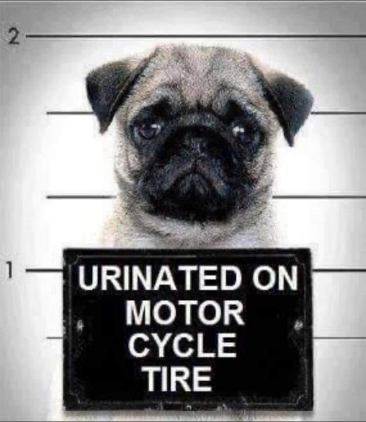 URINATED ON MOTORCYCLE TIRE