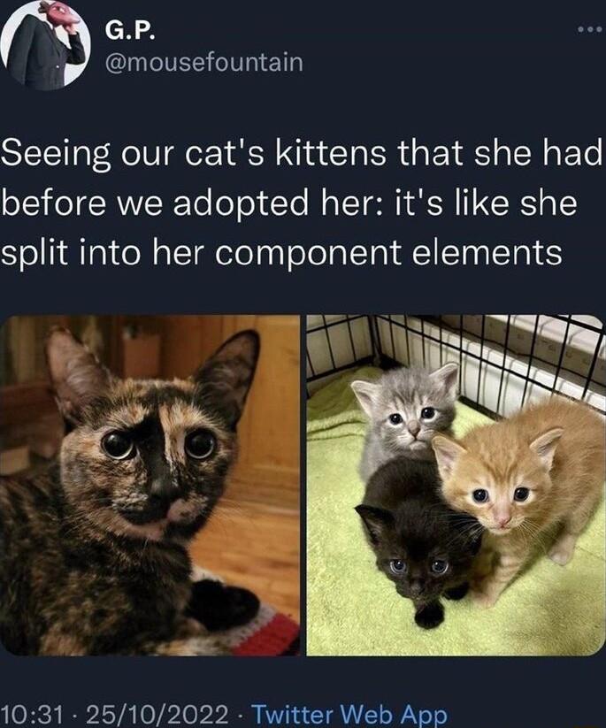 GP 3 mousefountain Seeing our cats kittens that she had before we adopted her its like she split into her component elements 1031 25102022 Twitter Web App