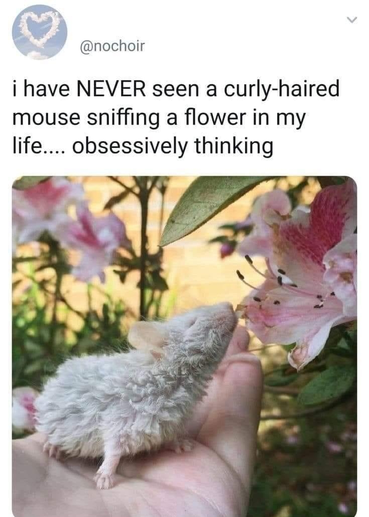 nochoir i have NEVER seen a curly haired mouse sniffing a flower in my life obsessively thinking L o