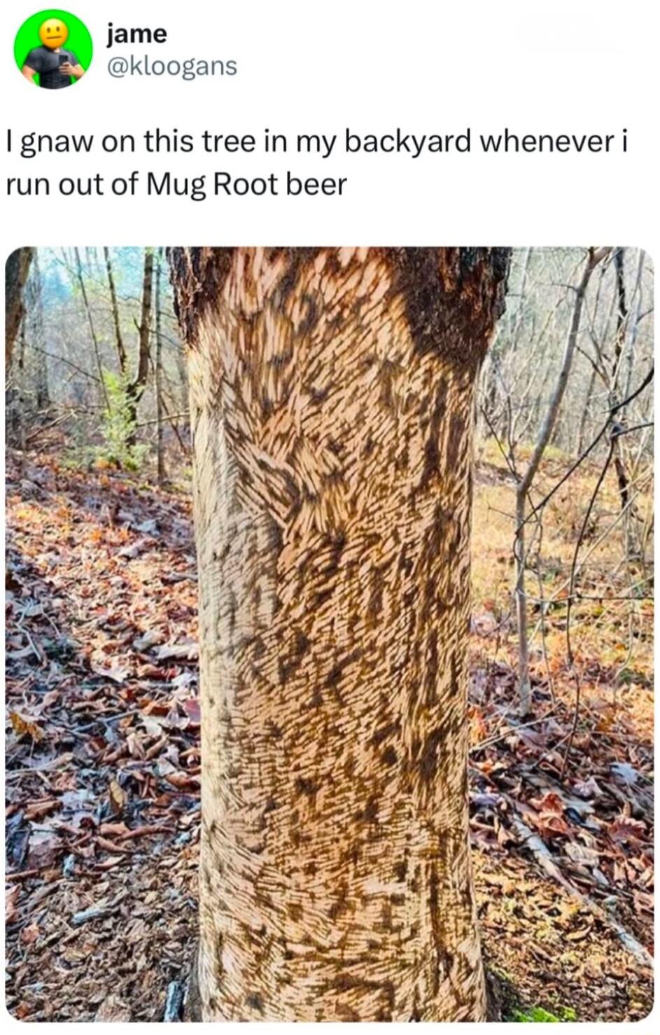 gnaw on this tree in my backyard whenever i run out of Mug Root beer