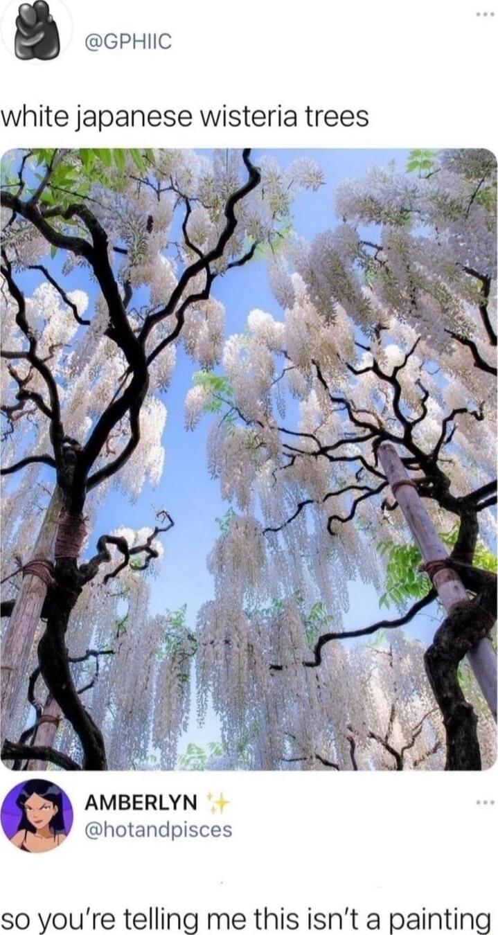 GPHIIC white japanese wisteria trees AMBERLYN hotandpisces so youre telling me this isnt a painting