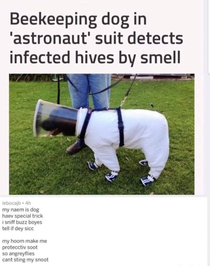 Beekeeping dog in astronaut suit detects