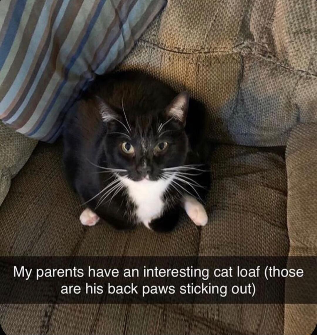 b My parents have an interesting cat loaf those are his back paws sticking out
