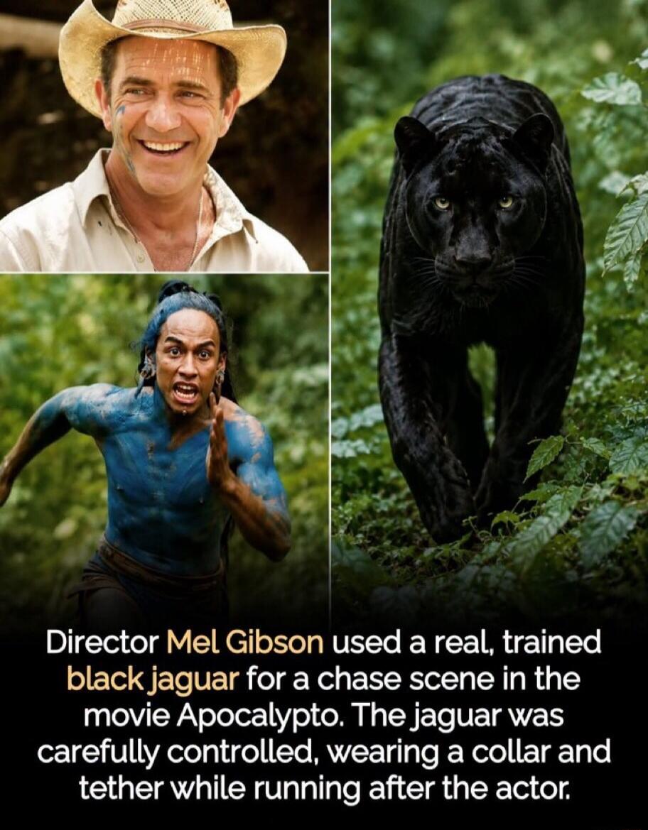 Director Mel Gibson used a real, trained black jaguar for a chase scene in the movie Apocalypto. The jaguar was carefully controlled, wearing a collar and tether while running after the actor.