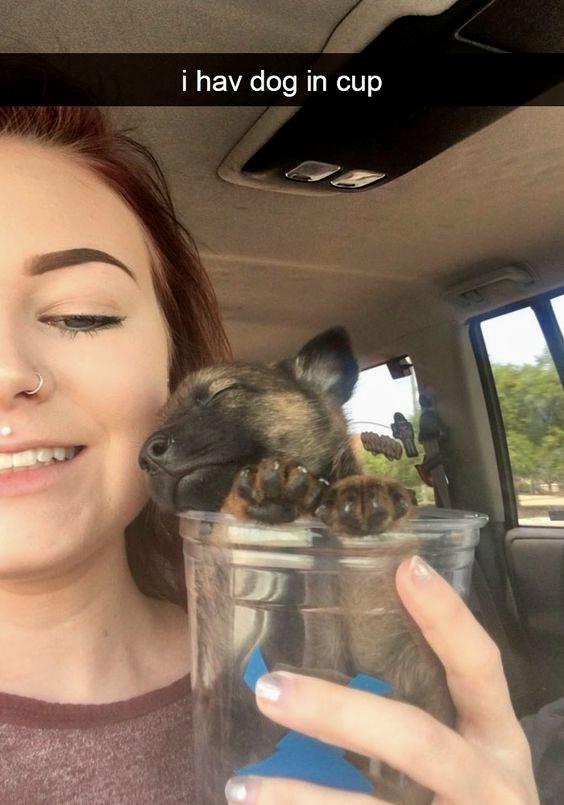 i hav dog in cup