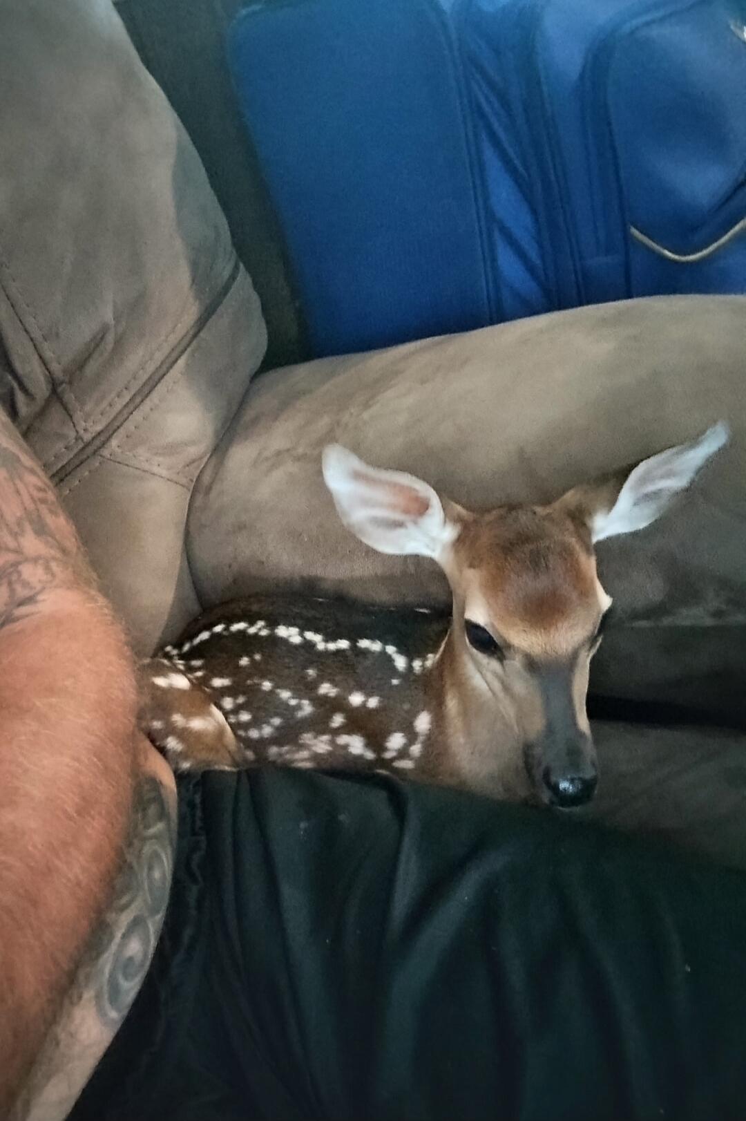 A fawn resting on a couch next to a person with a tattooed arm.