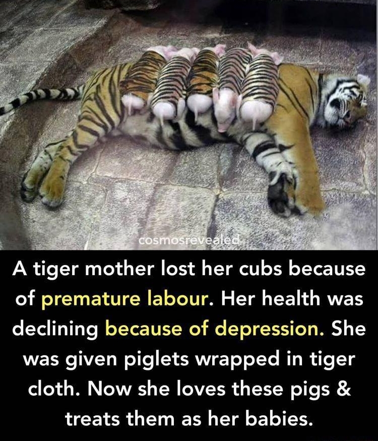 A tiger mother lost her cubs because of premature labour Her health was declining because of depression She was given piglets wrapped in tiger cloth Now she loves these pigs LCENER T I Tl o T 1T