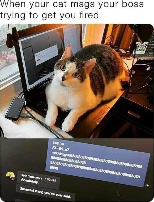 en your cat msgs your boss trying to get you fired
