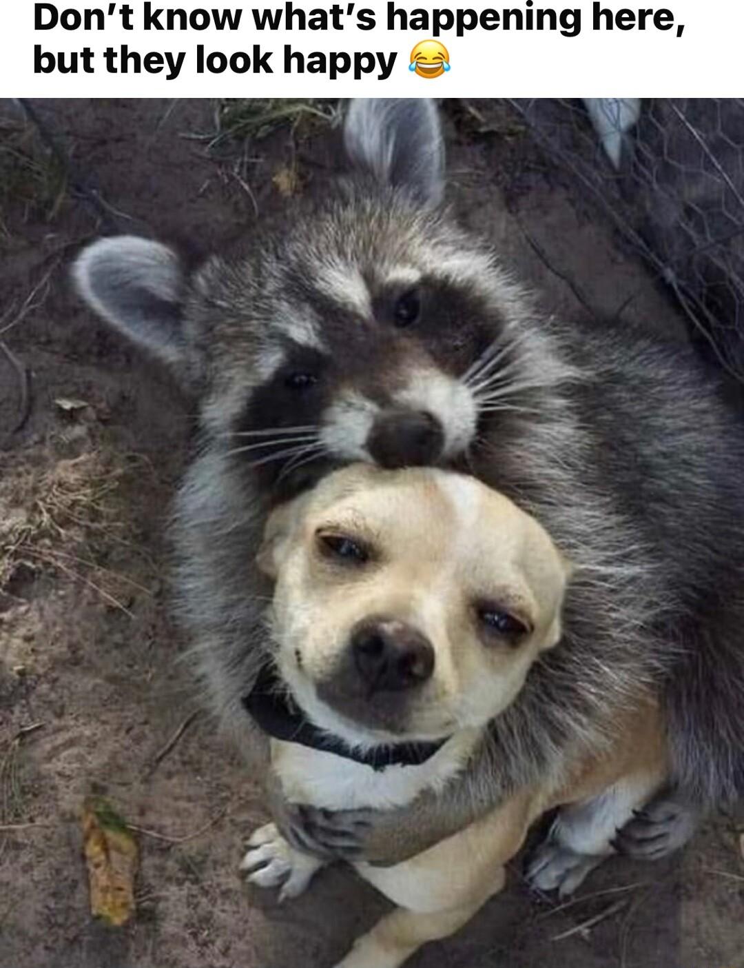 Dont know whats happening here but they look happy