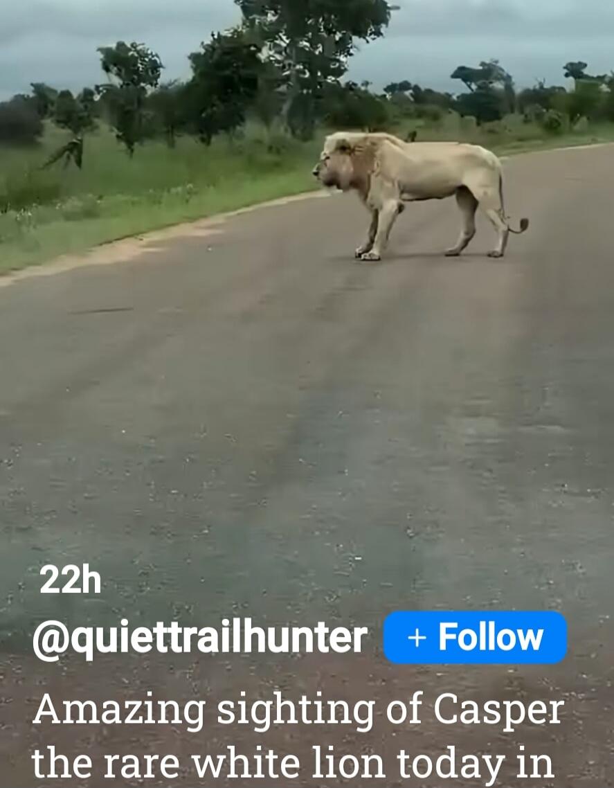 22h @quiettrailhunter + Follow Amazing sighting of Casper the rare white lion today in
