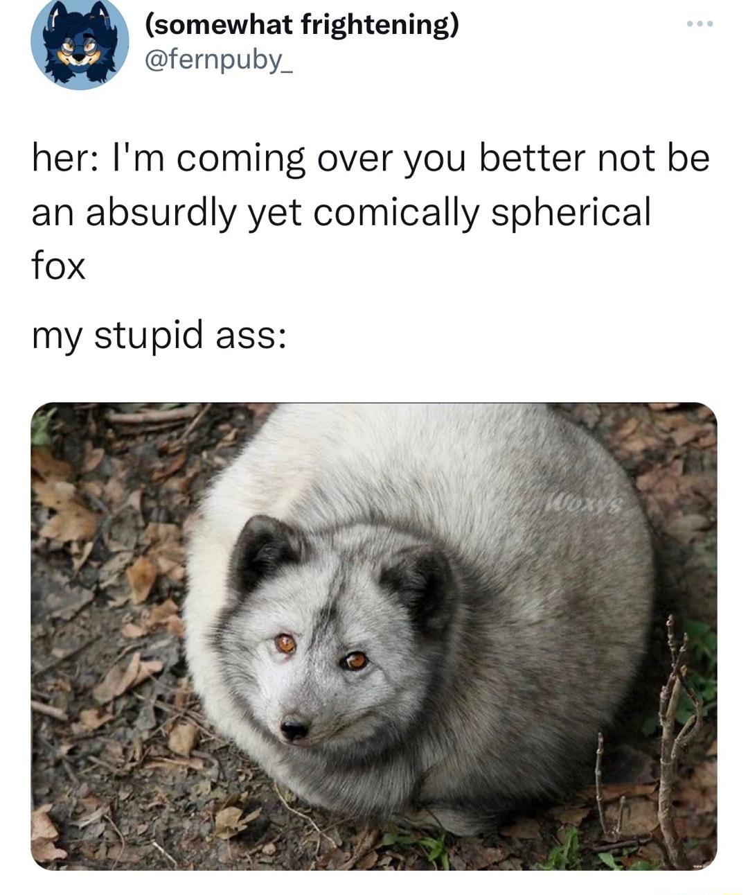 somewhat frightening fernpuby_ her Im coming over you better not be an absurdly yet comically spherical fox my stupid ass