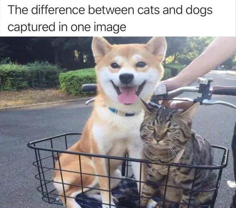 The difference between cats and dogs captured in one image
