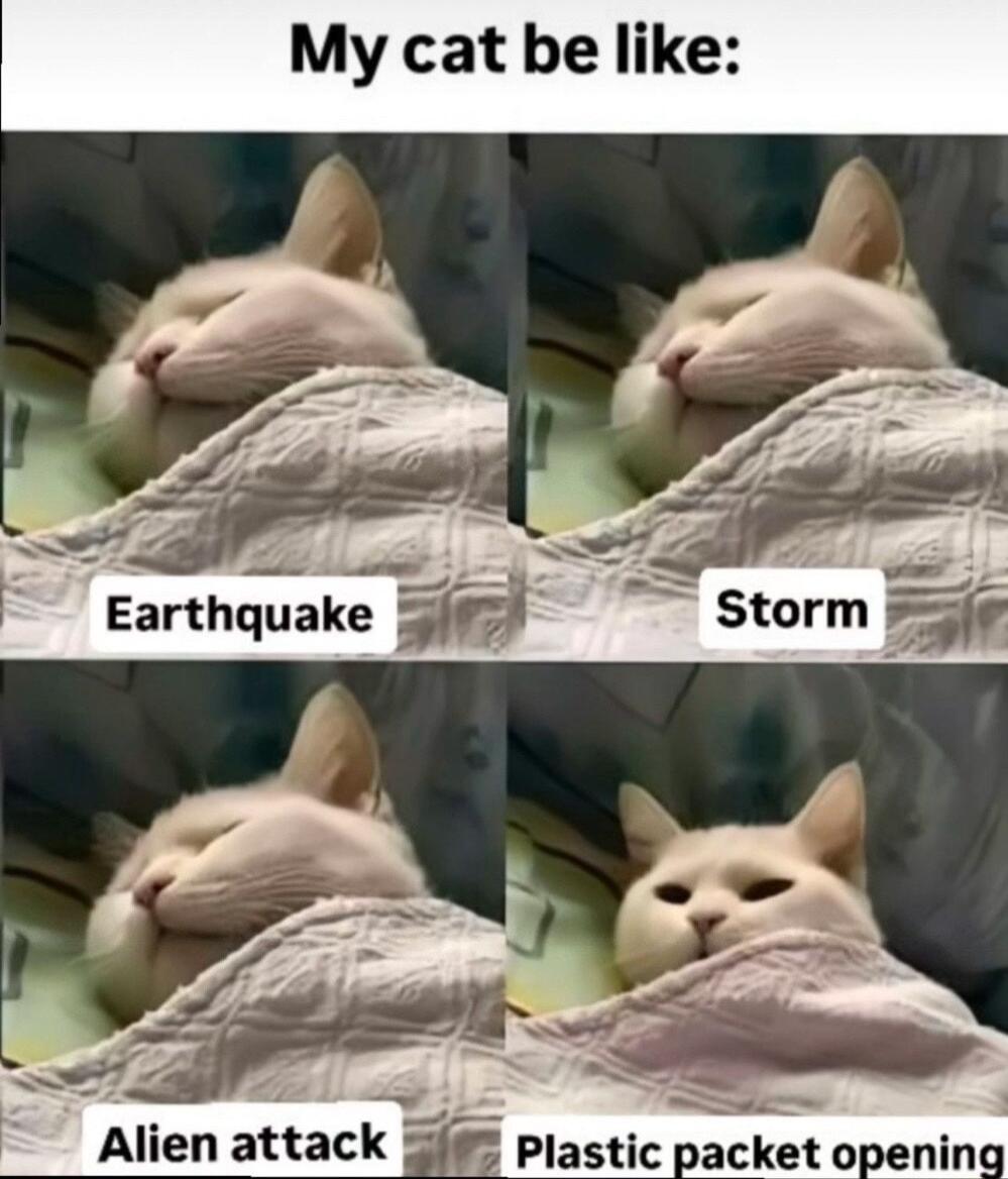 My cat be like Alien attack