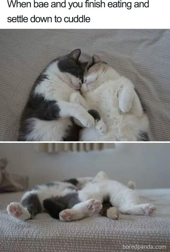 When bae and you finish eating and settle down to cuddle A N i LR e THE