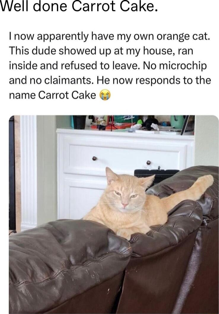 VWell done Carrot Cake now apparently have my own orange cat This dude showed up at my house ran inside and refused to leave No microchip and no claimants He now responds to the name Carrot Cake