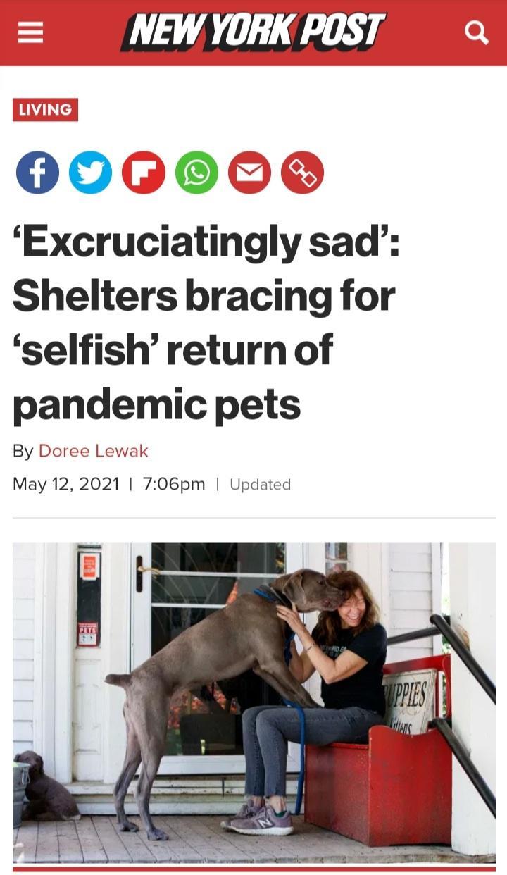 LA LViNG 600G Excruciatingly sad Shelters bracing for selfish return of pandemic pets By Doree Lewak May 12 2021 706pm Updated