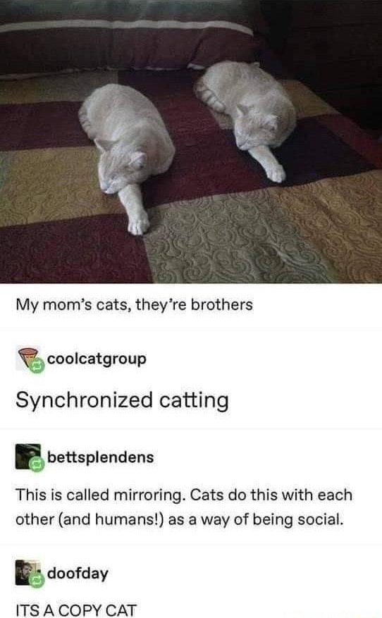 rE awwww cute My moms cats theyre brothers v coolcatgroup Synchronized catting r bettsplendens This is called mirroring Cats do this with each other and humans as a way of being social doofday ITS A COPY CAT