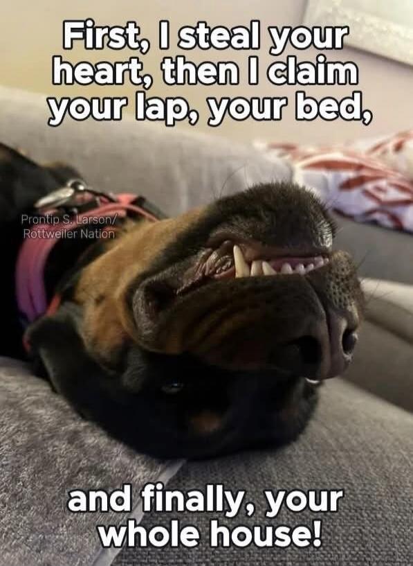 First, I steal your heart, then I claim your lap, your bed, and finally, your whole house!