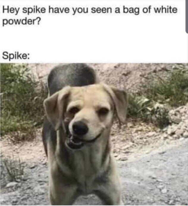 Hey spike have you seen a bag of white powder Spik_e