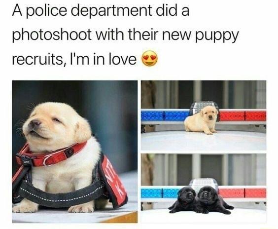 A police department did a photoshoot with their new puppy recruits min love