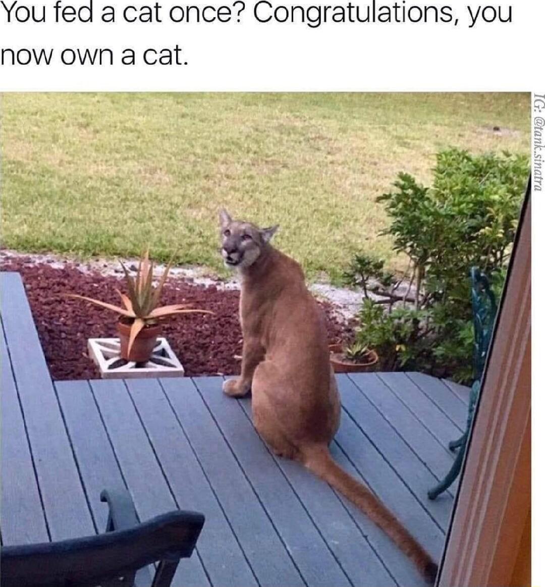 a catonce Congratulations you now own a cat