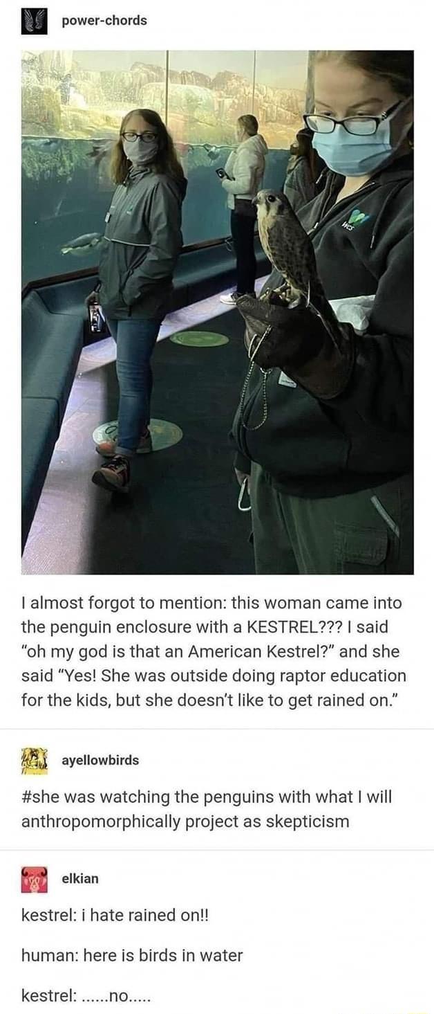 1 almost forgot to mention this woman came into the penguin enclosure with a KESTREL said oh my god is that an American Kestrel and she said Yes She was outside doing raptor education for the kids but she doesnt like to get rained on HBY ayellowbirds she was watching the penguins with what will anthropomorphically project as skepticism B ewian kestrel i hate rained on human here is birds in water 