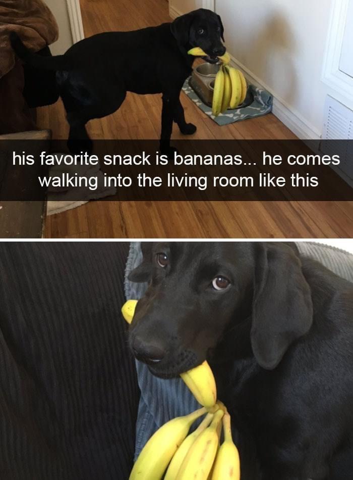 his favorite snack is bananas he comes walking into the living room like this