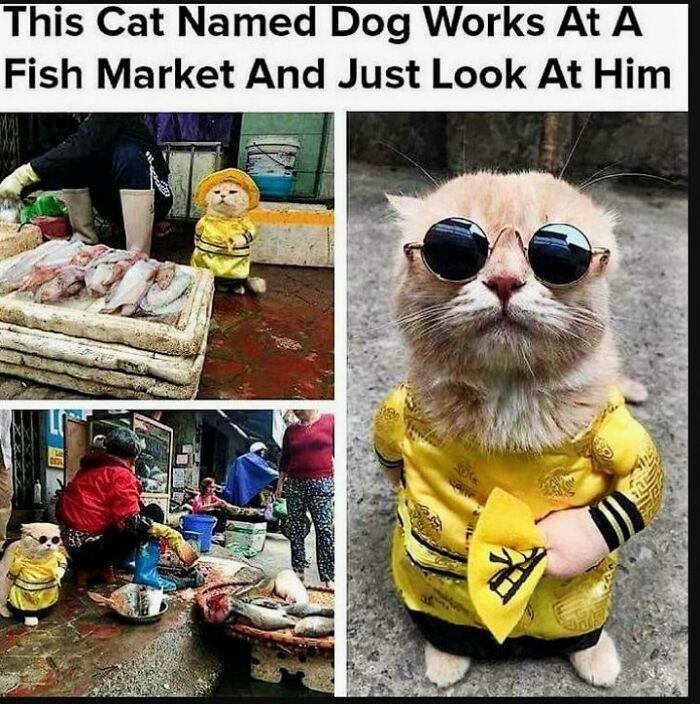 This Cat Named Dog Works At A Fish Market And Just Look At Him