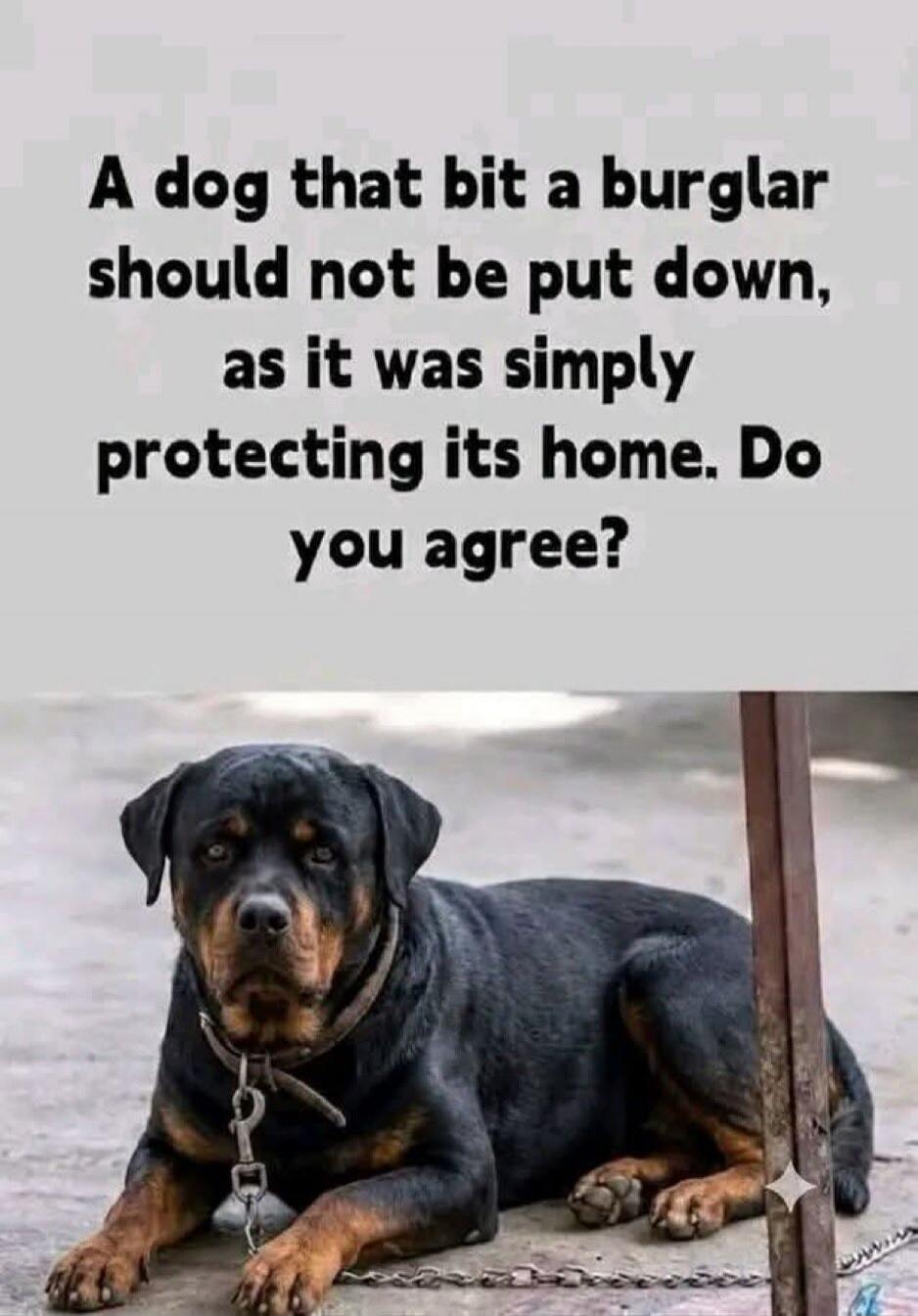 A dog that bit a burglar should not be put down, as it was simply protecting its home. Do you agree?